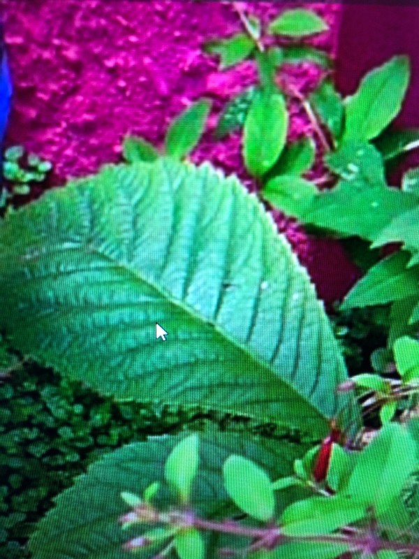 Faire appel à un professionnel pour entretenir mon jardin à Villenave d’Ornon