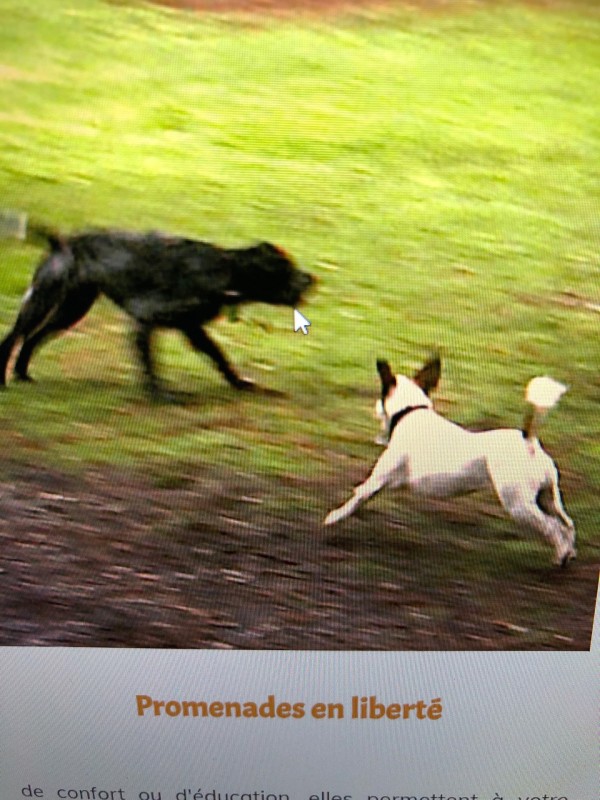 Où trouver un promeneur pour chien pas cher à Bordeaux