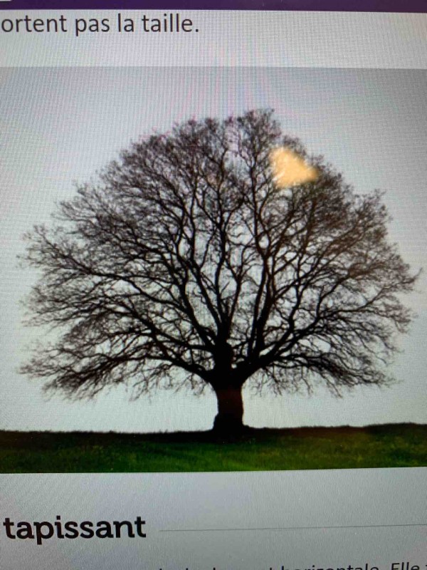 entreprise pour élagage de petits arbres à Camblanes et Meynac  Camblanes et Meynac Sébastien Durels