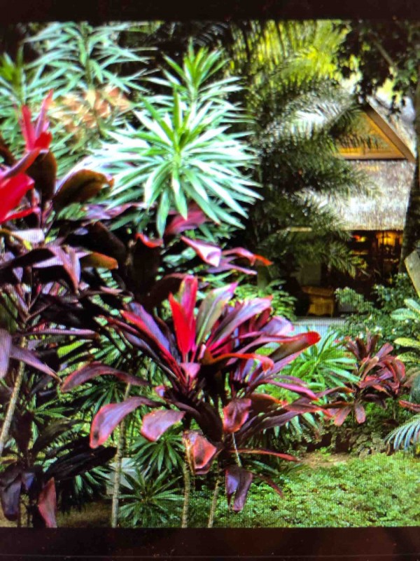 Trouver un paysagiste pour la conception et la création d’un jardin exotique à Bordeaux