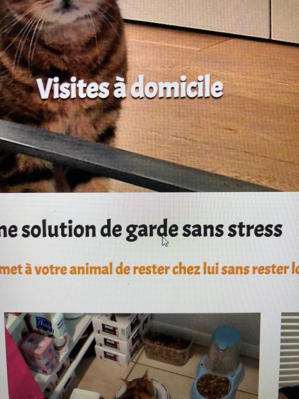 Trouver un professionnel pour des visites à domicile pour chien ou chat à Bordeaux