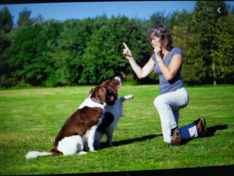 Trouver un éducateur canin à domicile spécialisé dans les gros chiens à Toulouse et les gros chats