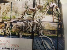 Visiter un musée d'histoire naturelle avec des squelettes d'animaux à Toulouse