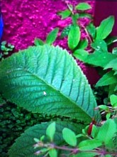 Faire appel à un professionnel pour entretenir mon jardin à Villenave d’Ornon