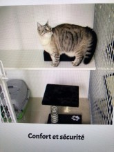 Où trouver une pension pour chat à Bordeaux