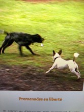 Où trouver un promeneur pour chien pas cher à Bordeaux