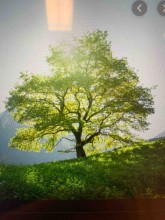 entreprise de paysagisme pour entretien de parcs et jardins  la Sauve en Gironde  SEBASTIEN DURELS