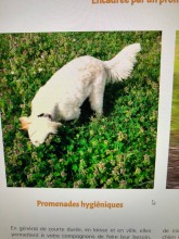 Trouver un dog sitter pas cher à Bordeaux